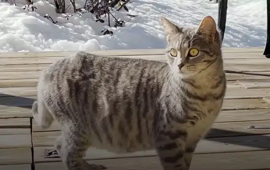 A pregnant stray cat leaps a family's screen door in search of food 1