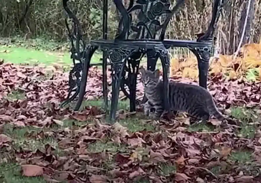 A pregnant stray cat leaps a family's screen door in search of food 2