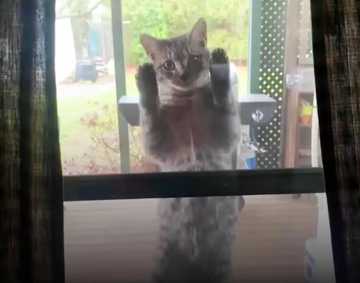 A pregnant stray cat leaps a family’s screen door in search of food