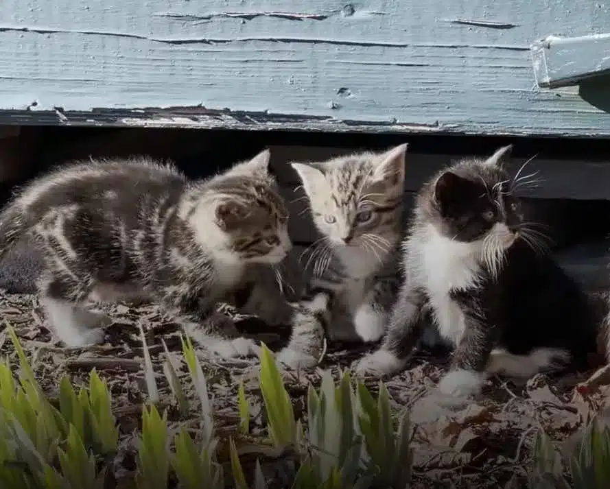 A pregnant stray cat leaps a family's screen door in search of food 6