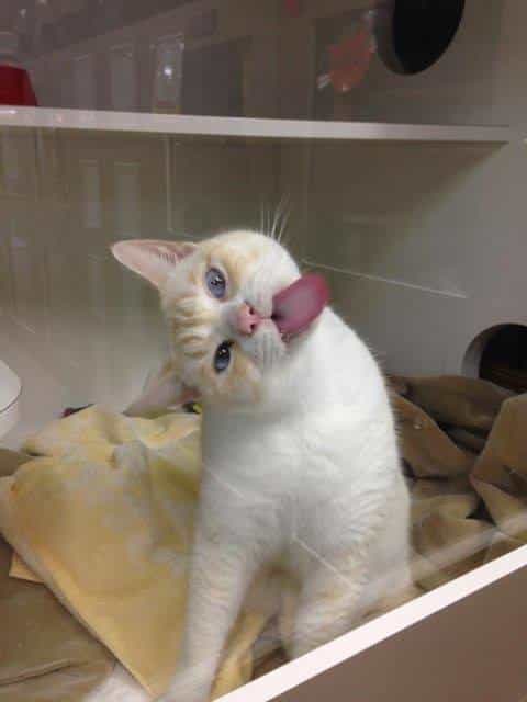 A shelter cat licks a window to attract adopters and find a forever home 1
