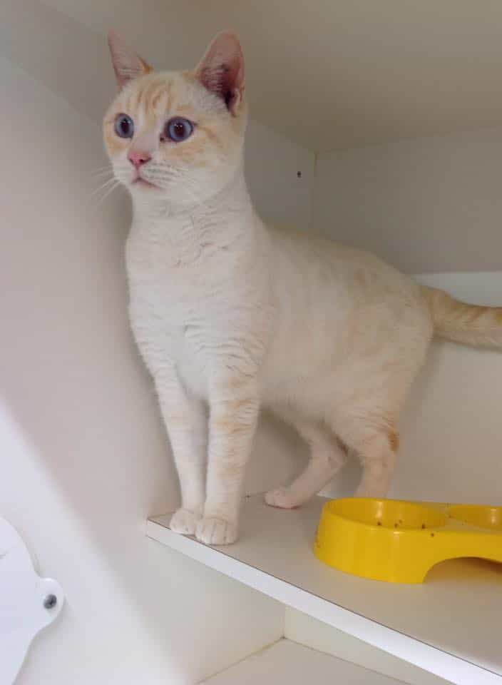 A shelter cat licks a window to attract adopters and find a forever home 2