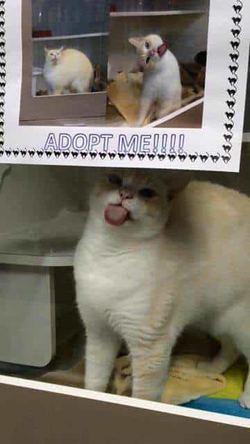 A shelter cat licks a window to attract adopters and find a forever home 3