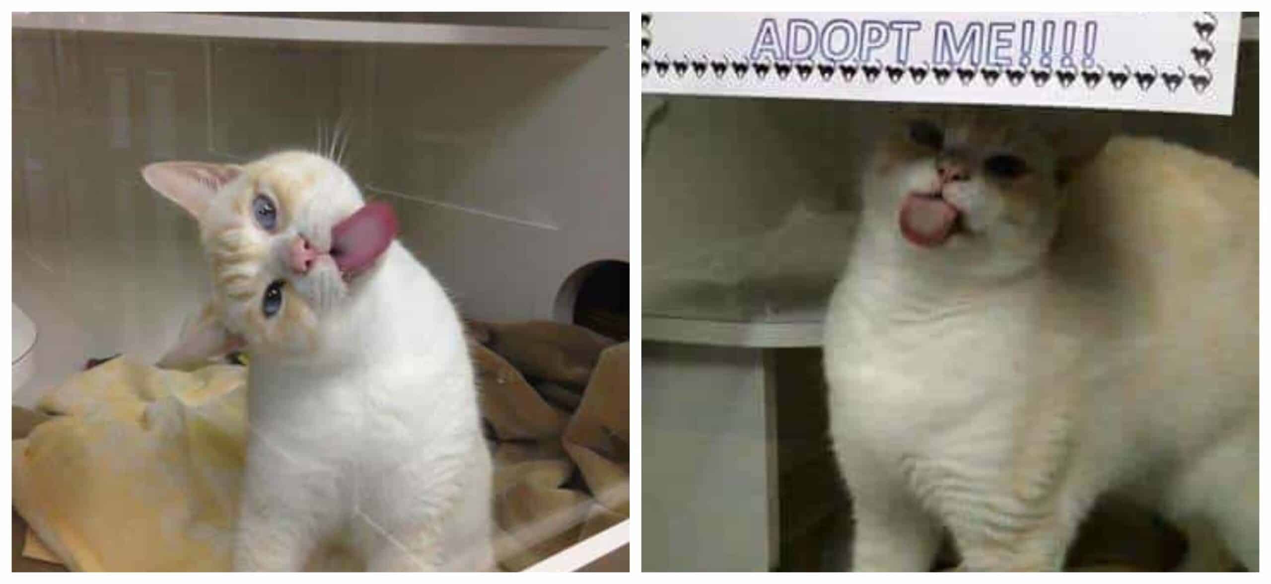 A shelter cat licks a window to attract adopters and find a forever home