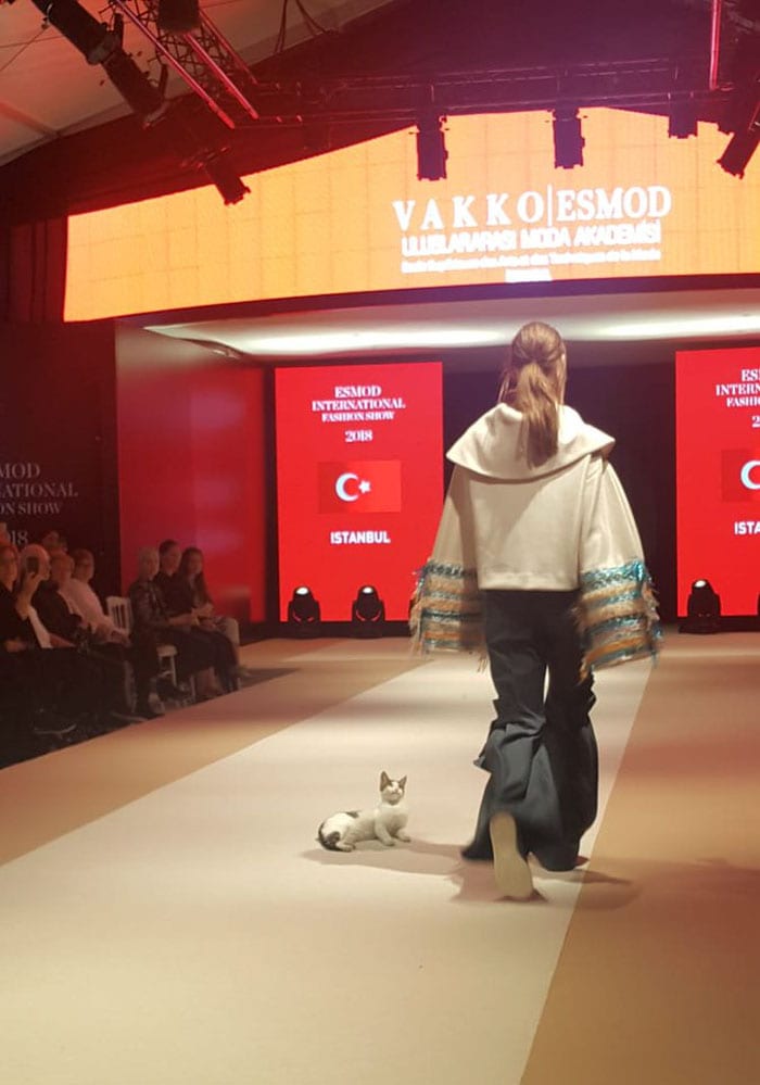A stray cat crashes a fashion show and attacks models 2