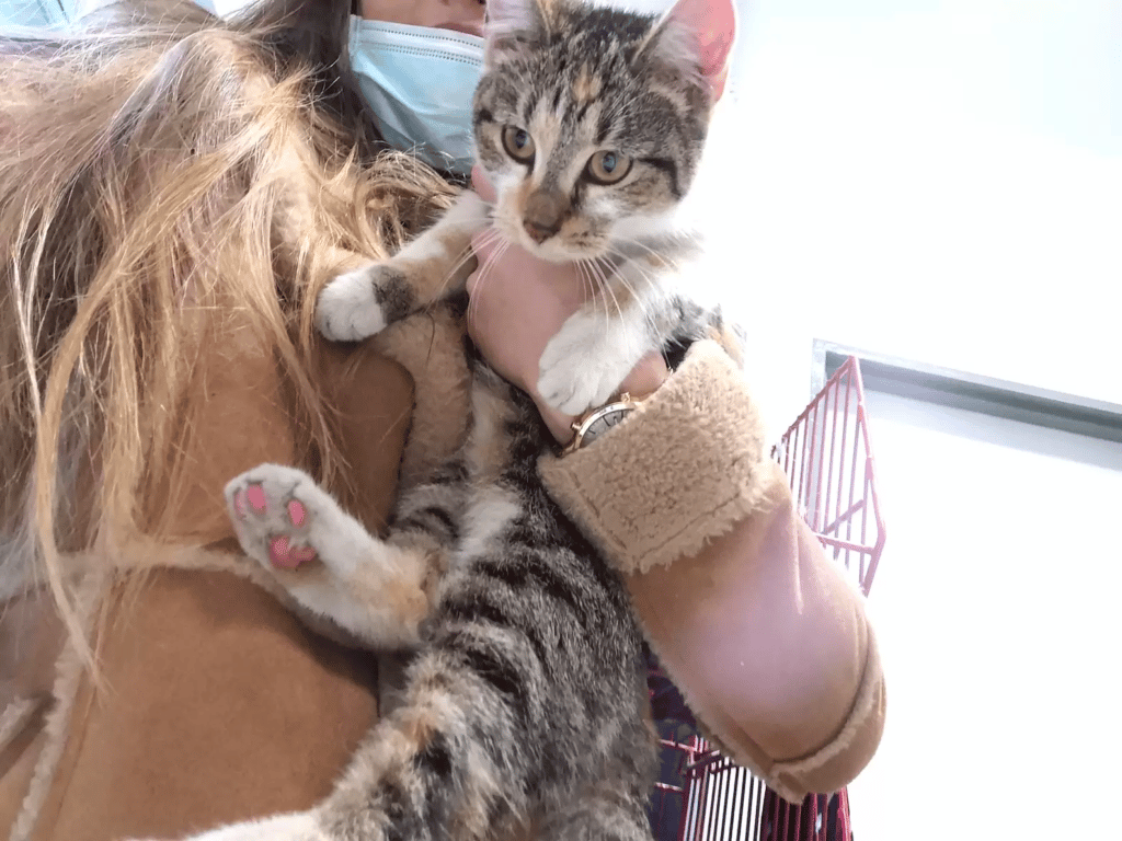 A stray cat enters a patrol car and begs for cuddles from the officer 2