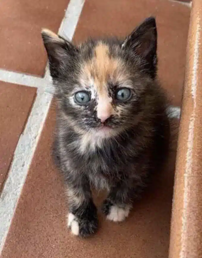 A stray kitten adopts a grandpa who is 100 years old and the two become best friends 2