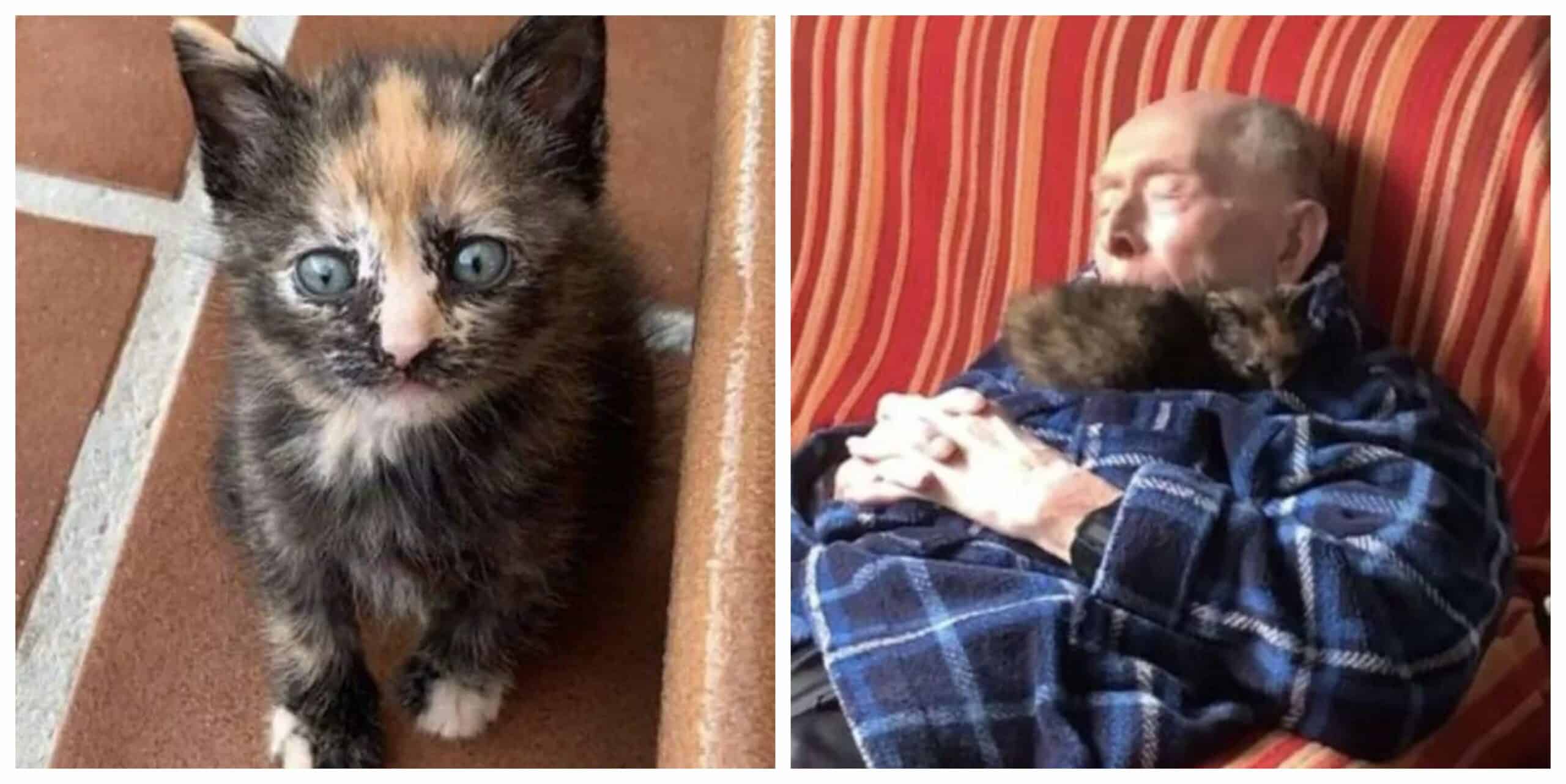 A stray kitten adopts a grandpa who is 100 years old and the two become best friends