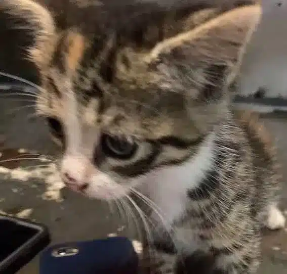 A stray kitten enters a pizza shop and demands to be adopted 1