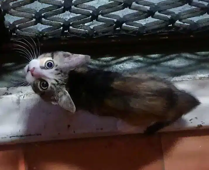 A stray kitten enters a pizza shop and demands to be adopted 3