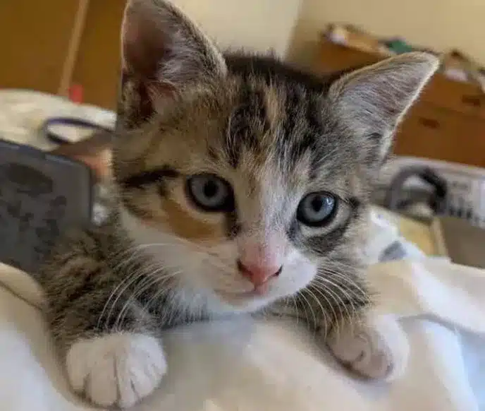 A stray kitten enters a pizza shop and demands to be adopted 4