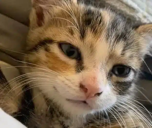 A stray kitten enters a pizza shop and demands to be adopted 5