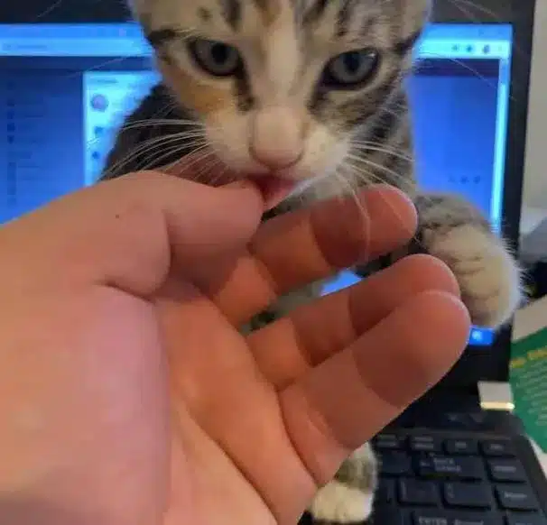 A stray kitten enters a pizza shop and demands to be adopted 6