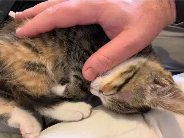 A stray kitten enters a pizza shop and demands to be adopted 7