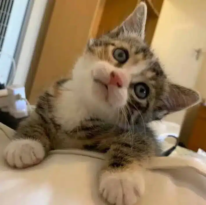 A stray kitten enters a pizza shop and demands to be adopted 8