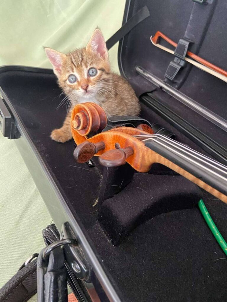 A violinist finds a perfect way to practice and hold her kitten at the same time 4
