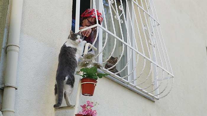 A woman creates a cat ladder so stray cats can enter from the cold 1