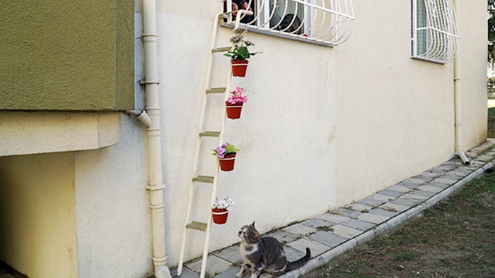 A woman creates a cat ladder so stray cats can enter from the cold 2