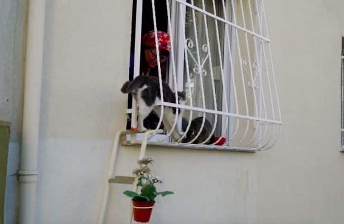 A woman creates a cat ladder so stray cats can enter from the cold 4