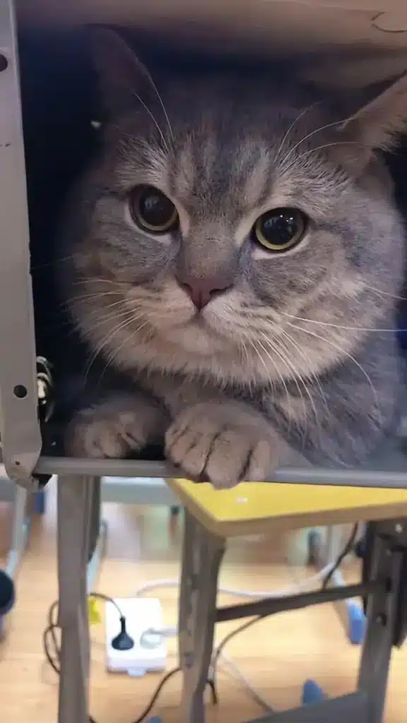 A woman sneaks a cat into her classes since it didn't want to be alone 1