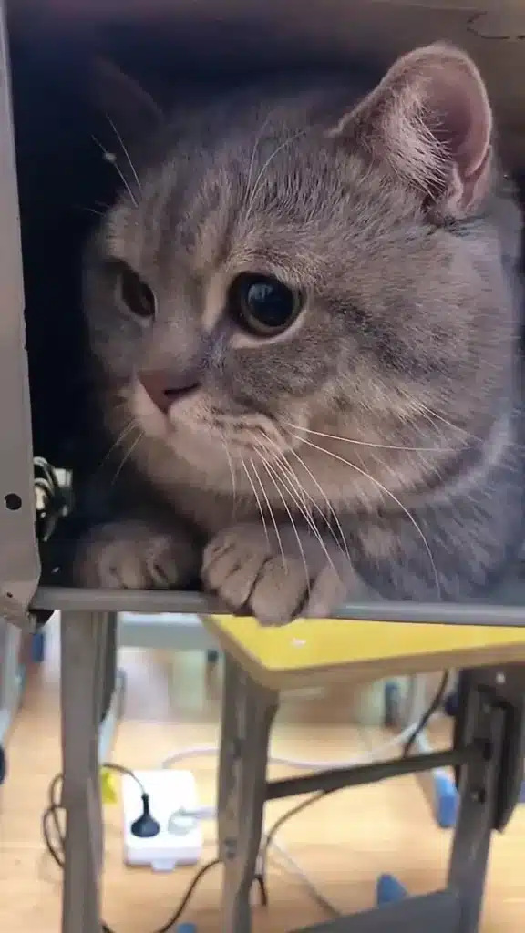 A woman sneaks a cat into her classes since it didn't want to be alone 2