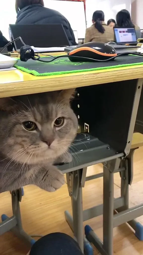 A woman sneaks a cat into her classes since it didn't want to be alone 3