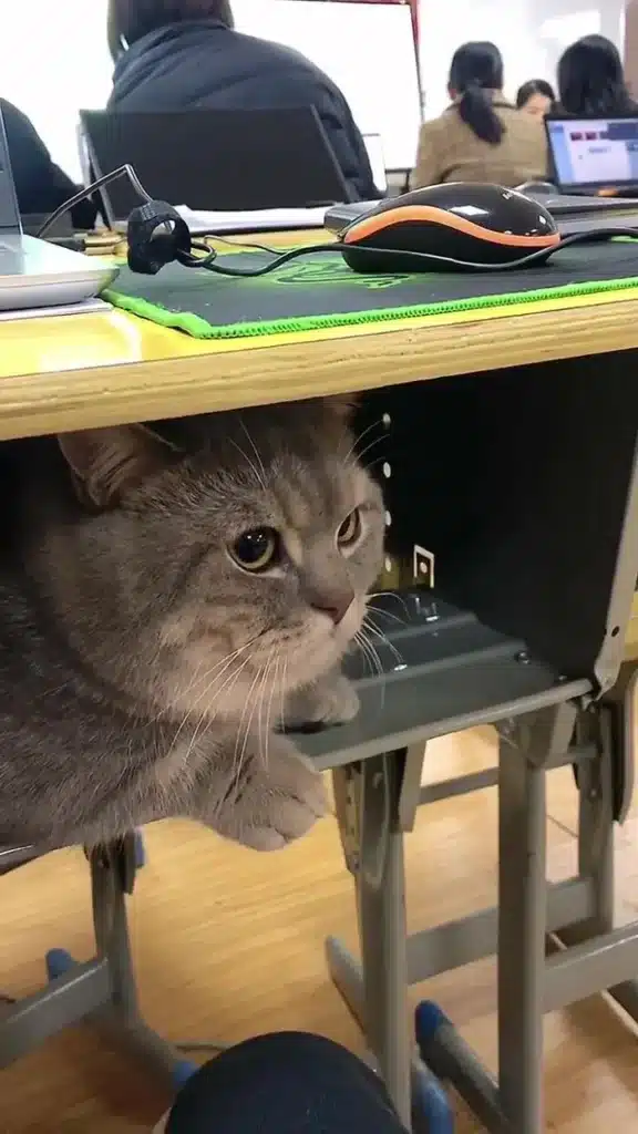 A woman sneaks a cat into her classes since it didn't want to be alone 4