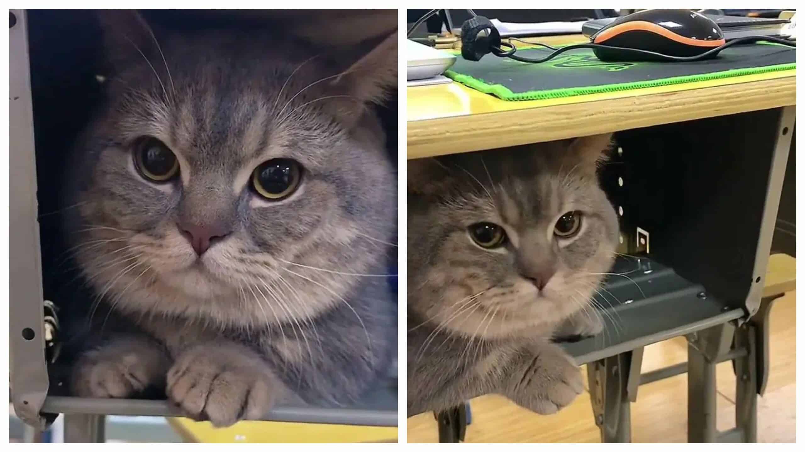 A woman sneaks a cat into her classes since it didn't want to be alone