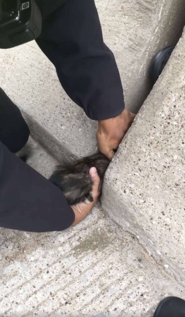 A woman stops to help a kitten she sees trapped on the side of the road 1