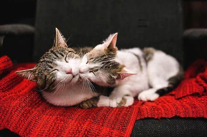 Adorable Cats Can't Stop Showing How Much They Love Each Other After Only A Few Days Apart 2