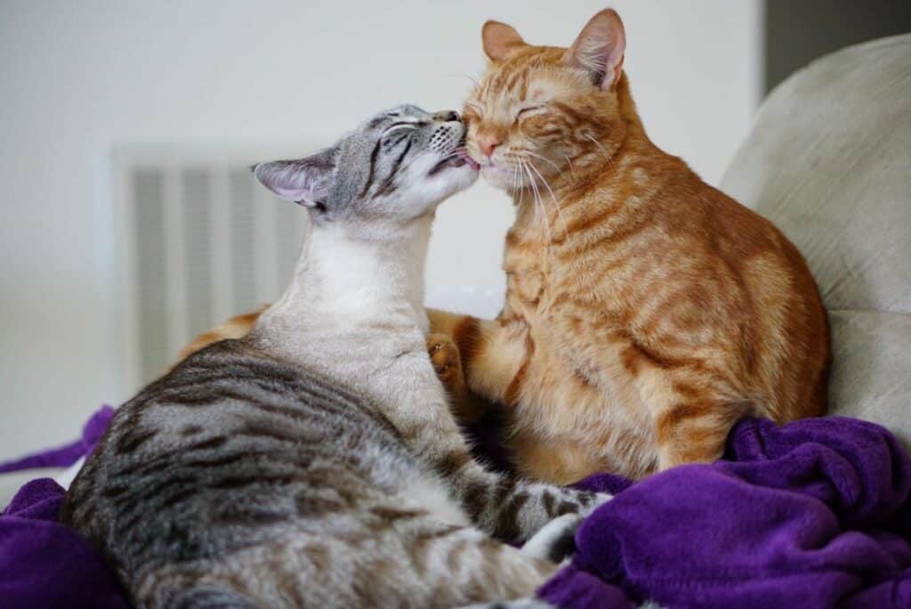 Adorable Cats Can't Stop Showing How Much They Love Each Other After Only A Few Days Apart 2