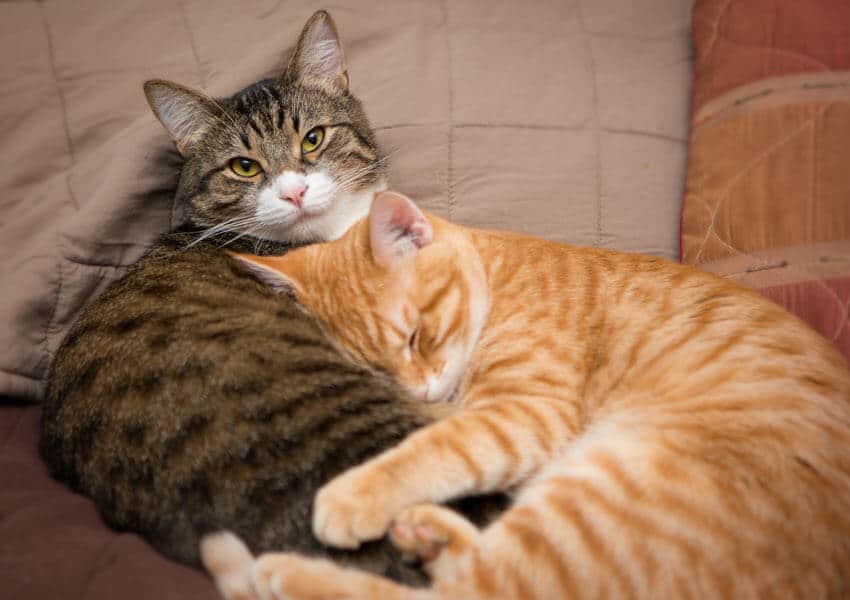 Adorable Cats Can't Stop Showing How Much They Love Each Other After Only A Few Days Apart 3
