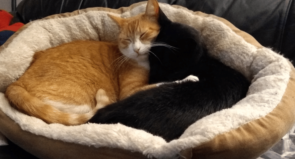 Adorable Cats Can't Stop Showing How Much They Love Each Other After Only A Few Days Apart 4