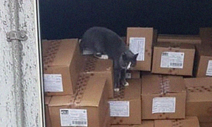 After Being Held Inside a Shipping Container a Cat Survives on Candy 1