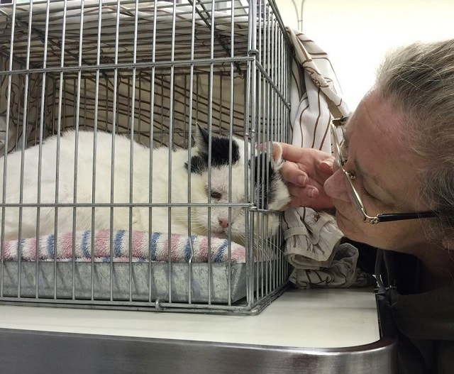 After Years of Being on His Own a Semi-Feral Cat Finds a Home with Other Kittens Just Like Him 4