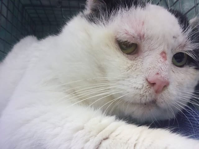 After Years of Being on His Own a Semi-Feral Cat Finds a Home with Other Kittens Just Like Him 5