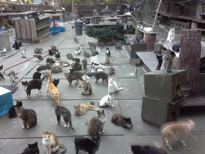 After losing his son a man saves more than 300 cats 7