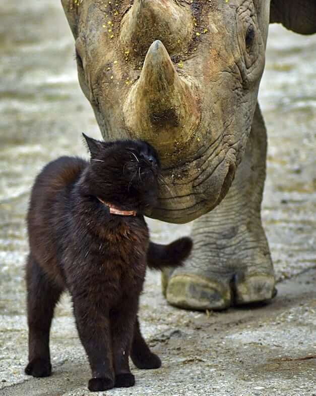 Amazing footage of a cat cuddling an endangered black rhino 1