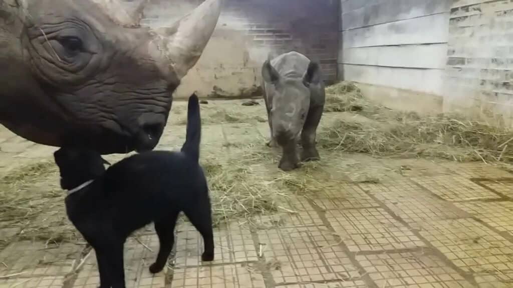 Amazing footage of a cat cuddling an endangered black rhino 2