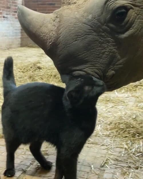Amazing footage of a cat cuddling an endangered black rhino 3