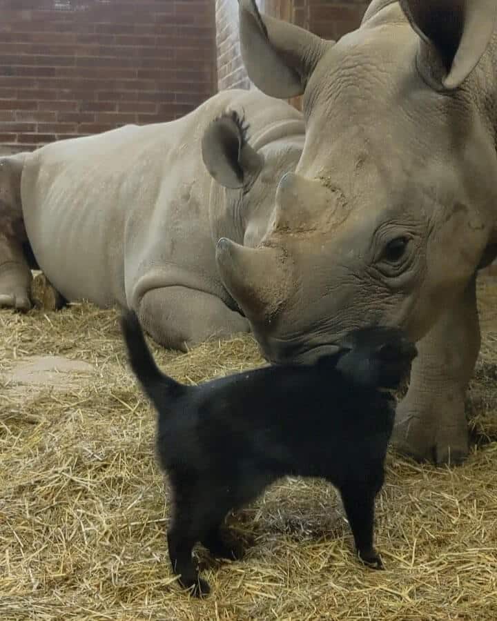 Amazing footage of a cat cuddling an endangered black rhino 4