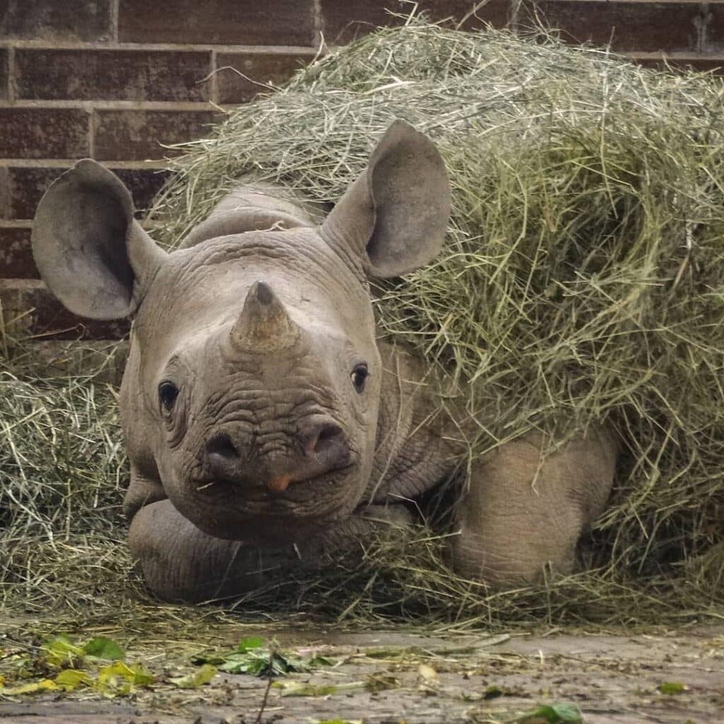 Amazing footage of a cat cuddling an endangered black rhino 5