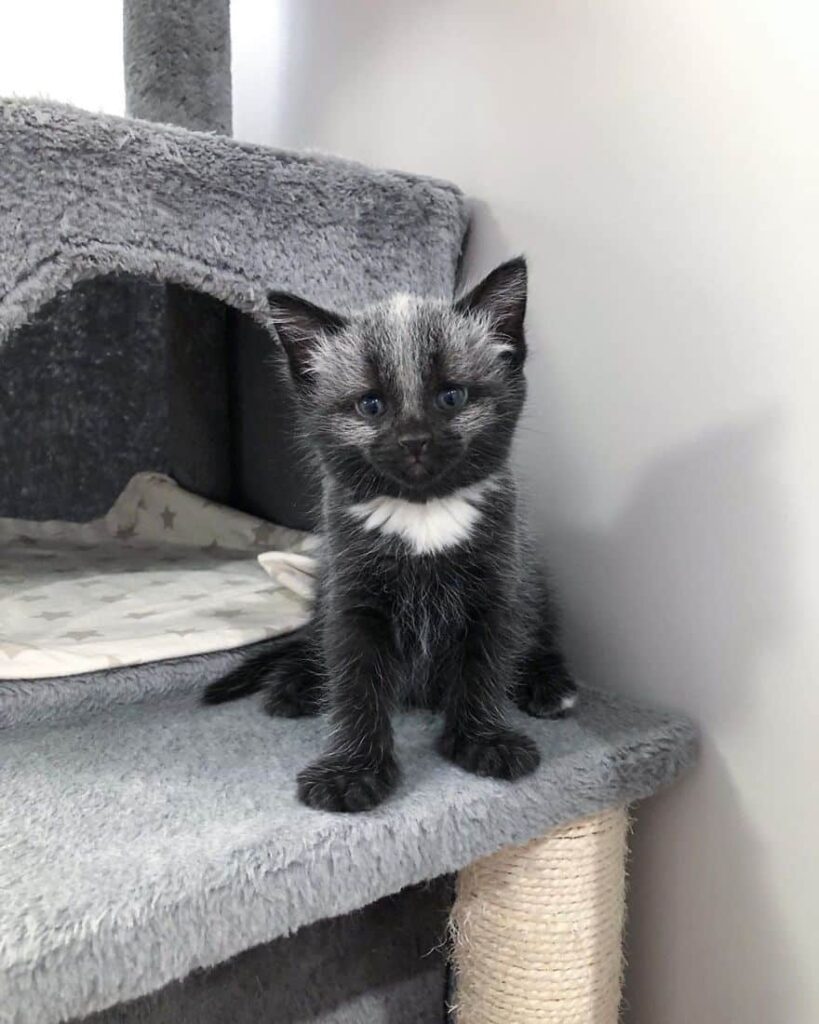 An abandoned kitten was found on the road with a beautiful coat 2