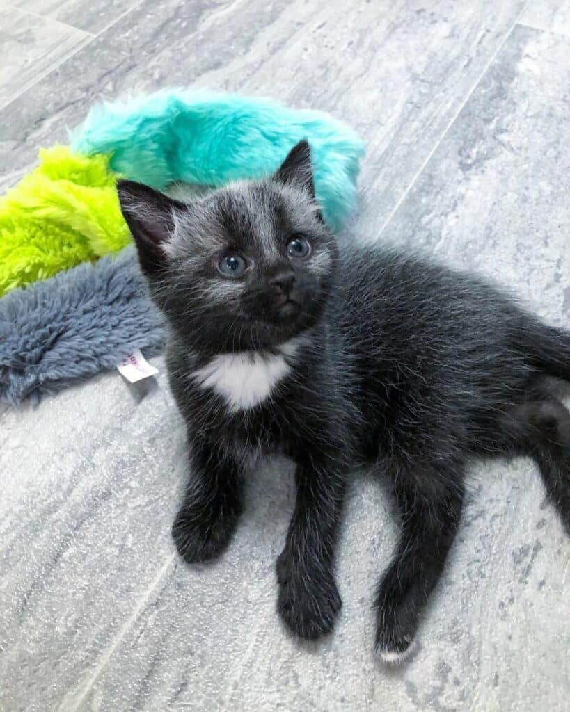 An abandoned kitten was found on the road with a beautiful coat 3