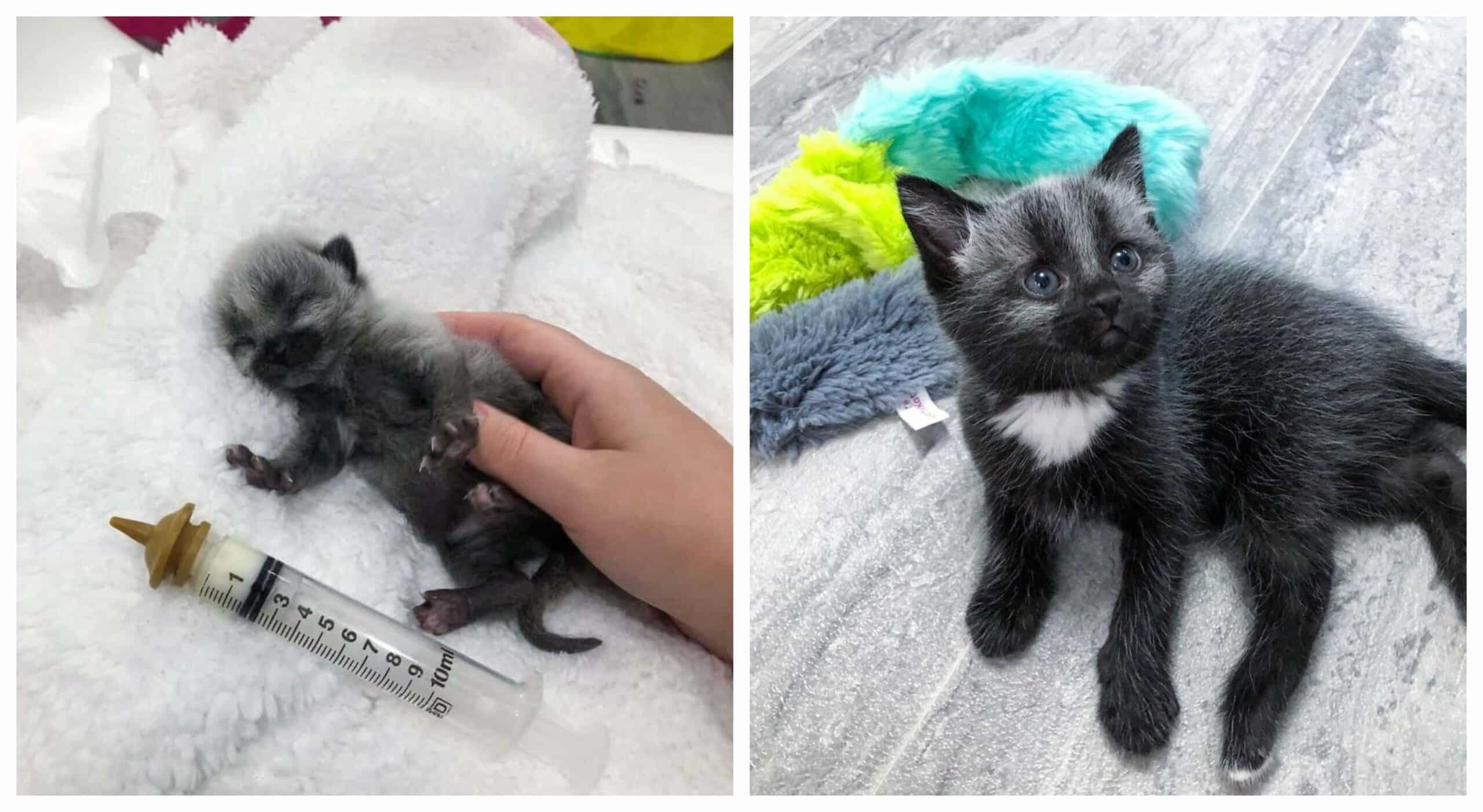 An abandoned kitten was found on the road with a beautiful coat