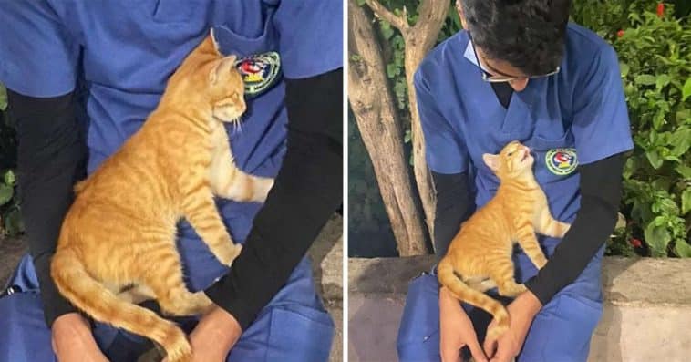 An exhausted nurse on his break is comforted by a stray cat 1