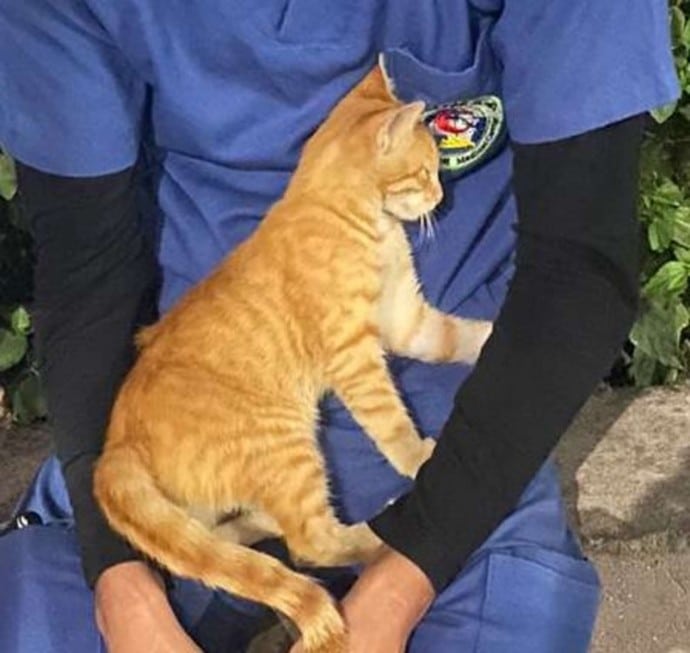 An exhausted nurse on his break is comforted by a stray cat 2