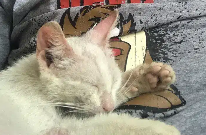 An man awakens from a nap with a stray kitten sleeping on his stomach and decides to keep it 1