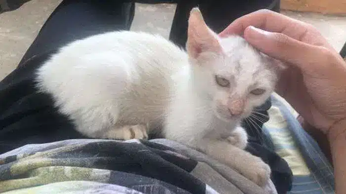 A man awakens from a nap with a stray kitten sleeping on his stomach and decides to keep it