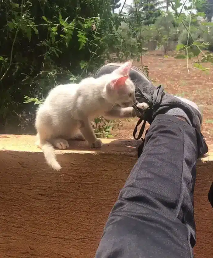 An man awakens from a nap with a stray kitten sleeping on his stomach and decides to keep it 4